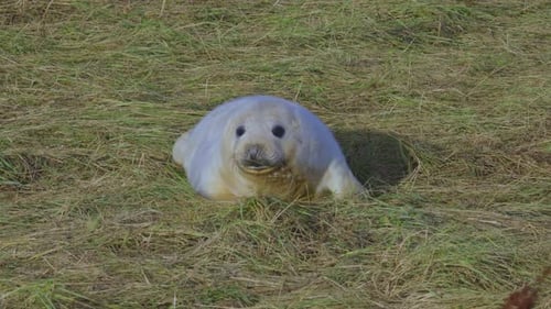 Breeding season for Atlantic Grey seals, newborn pups with white fur, mothers nurturing and bonding