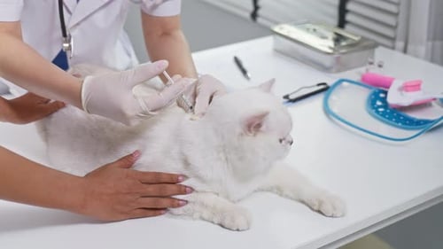 Close up of female veterinarian examine kitten at veterinary clinic.