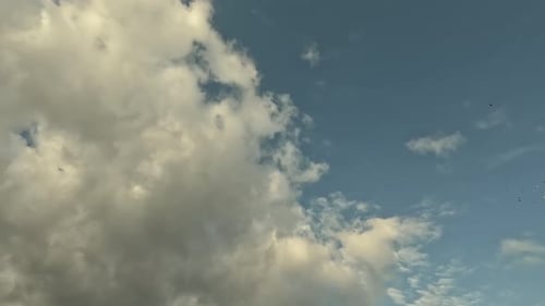 Flocking Flight of Birds In Cloudy Sky