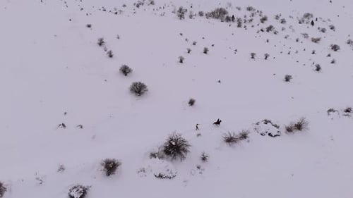People snowboarding on horseback in a snow-covered village.