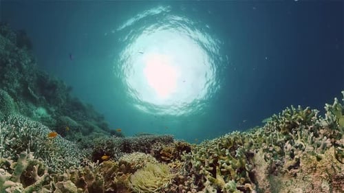 Coral Reef and Tropical Fish Philippines