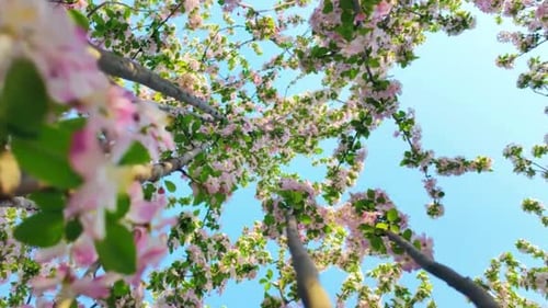 Tree Branches with Blossoms Against Blue Sky