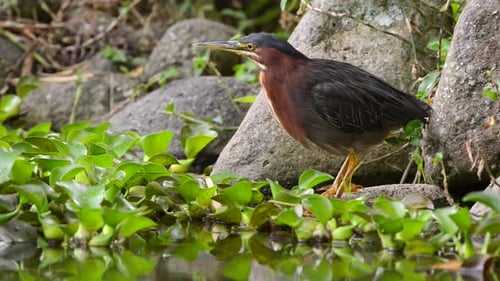 Green Heron standing by a water source in Costa Rica
