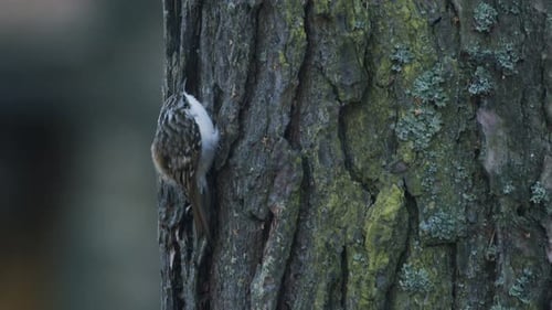 Treecreeper bird climbing vertical on tree trunk bark feeding eating