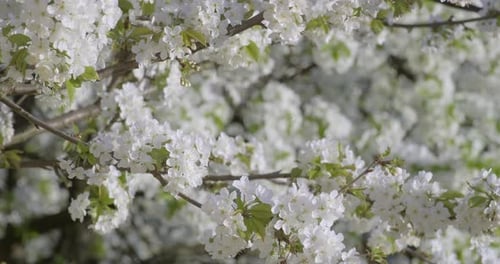 Close-up of white cherry blossom flowers with delicate petals and fresh green leaves, heralding the