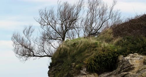 Lonely tree growing on rocky cliff slopeside, slow zoom out shot