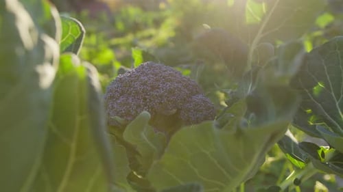 Broccoli Plant Leaves Giving Green To A Purple Plant