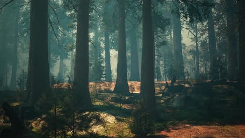 Pine Forest with the Last of the Sun Shining Through the Trees