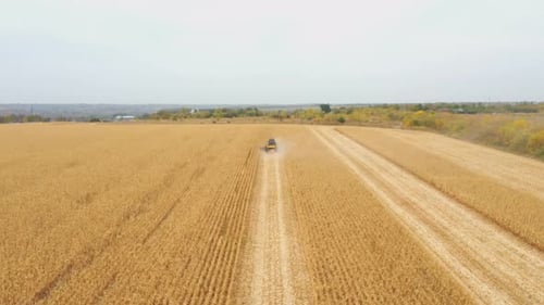 Aerial Shot of Combine Working in Farmland Harvester Riding Through Large Field with Corn and