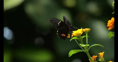 Butterfly pollinating a flower, Flapping Wings, Slow Motion 4K