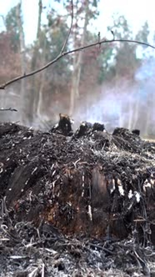 Vertical Video of Forest Fire