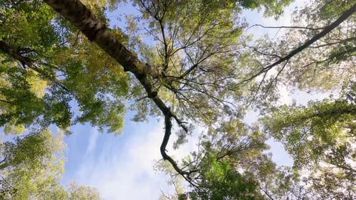 der Himmel durch das Baumkronendach. Die Bäume haben grüne und gelbe Blätter, die Zweige des Baumes