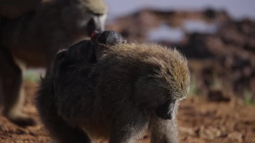 Paviane mit Jungen in Afrika