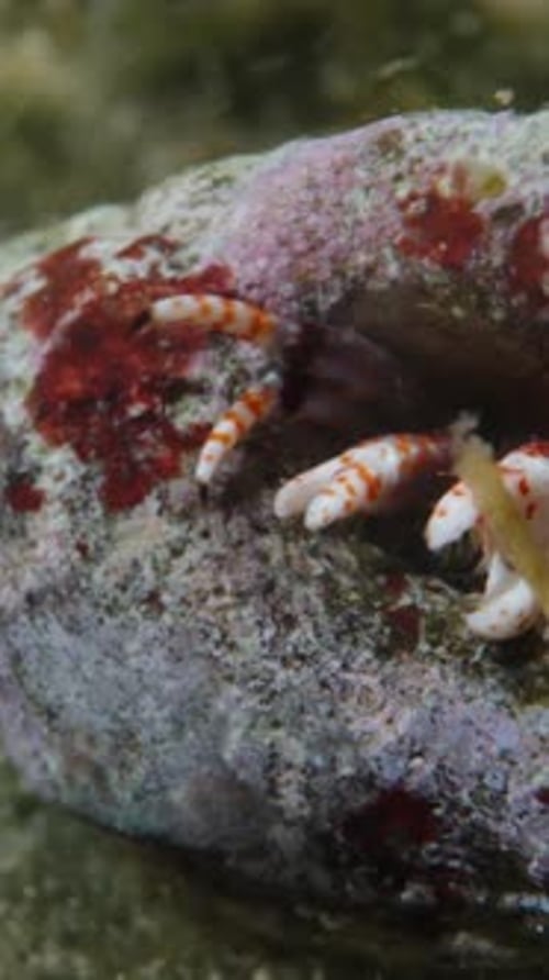 Hermit Crab Emerging From Beautiful Shell