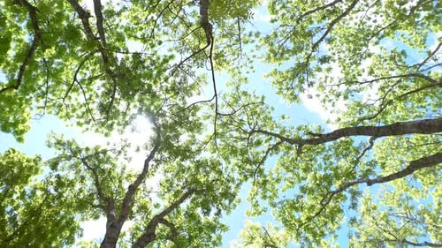 Looking Up Through Green Tree Canopy Toward Bright Sky