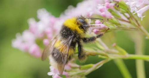 Bumblebee Collecting Nectar From Pink Flowers