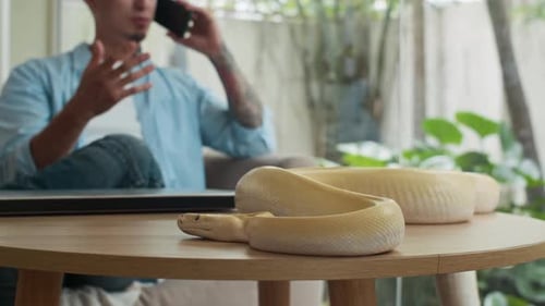 Beschäftigter Mann telefoniert, während seine Python im Home Office auf dem Tisch ruht