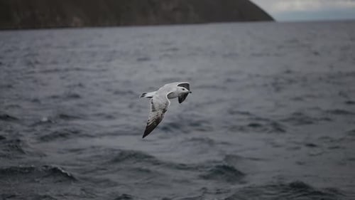 flying seagulls on Lake Baikal grab food, The nature of Lake Baikal in Siberia