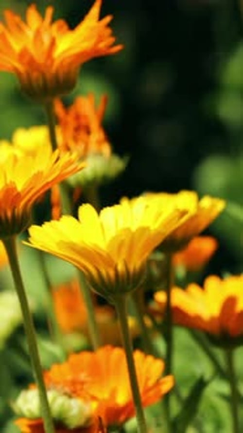 Yellow and Orange Flowers Blooming in Sunlight