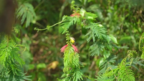 a Brown throated sunbird is sucking and drinking the nectar found in calliandra flower
