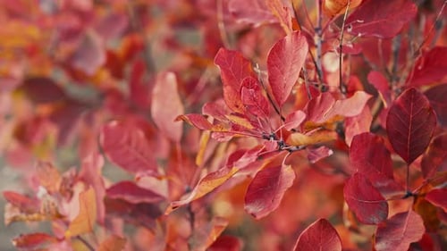 Autumn Golden Nature Background Red Tree Branch Fall Amazing Colorful October