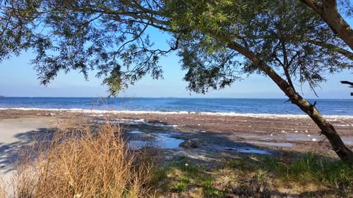 look through tree and reeds to sea