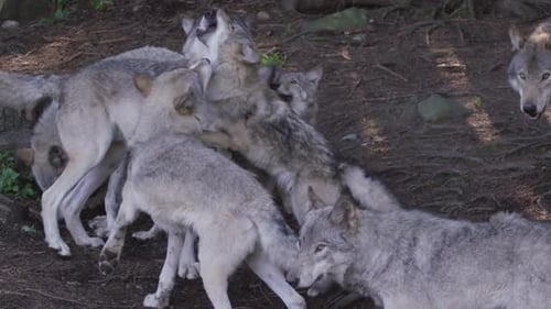 Wolf Pack Socializing in Wooded Natural Habitat