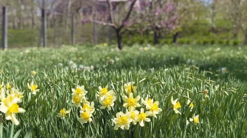 Colorful Narcissus Flower Field on a Windy Day
