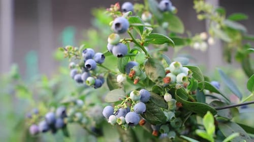 Les bleuets sont mûrs. Des grappes de bleuets mûrs pendent dans la serre. Une myrtille abondante