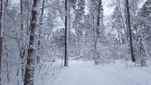 Road in a Beautiful Winter Forest Trees and Snow