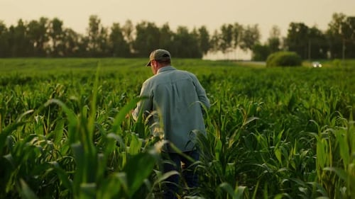Agronomist Walking In Green Agricultural Field In Summer Back View Of Male Farmer Checking Plants