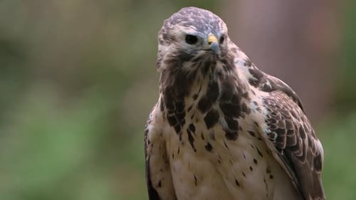 Frontal shot of alert Common Buzzard looking around for prey; ornithology