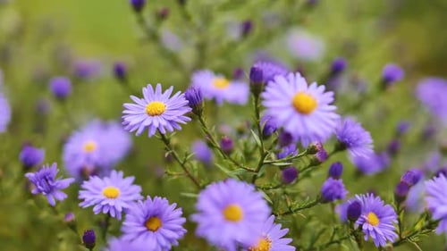 Purple Aster Flowers are Blooming in a Meadow Creating a Vibrant and Colorful Scene of Nature's