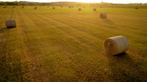 Farming Field with Bales Agricultural Meadow with Cutting Dry Grass at Countryside at Sunset