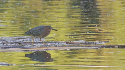 Green Heron on Shore Looking for Fish