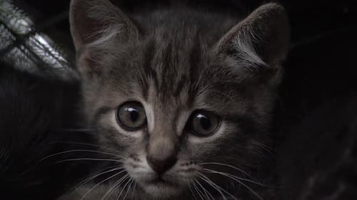 Close up of feral kitten's face