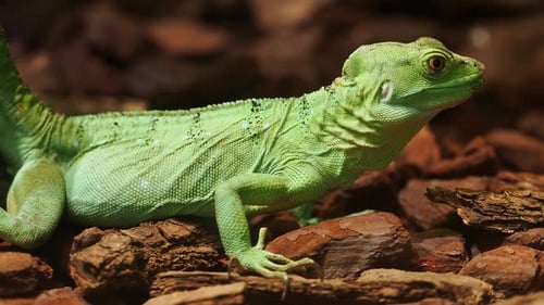 Plumed basilisk lizard resting on wood chips, displaying vibrant green skin