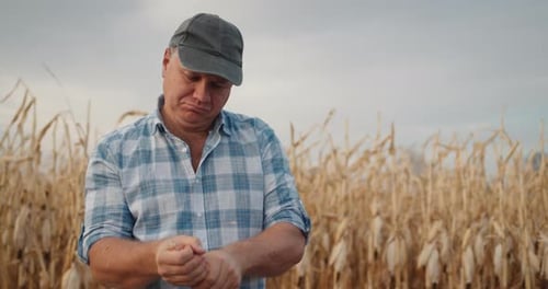 Portrait of a Middleaged Farmer Studying Corn Cobs Stands Against a Field Where Corn Matures