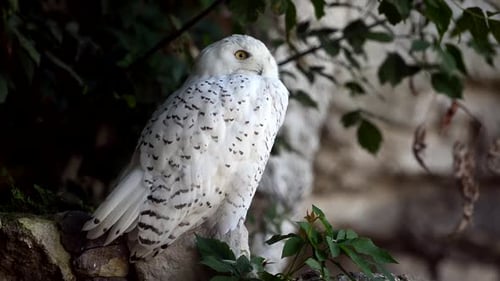 Closeup Slow Motion of a Majestic Snowy Owl Perched in a Winter Forest