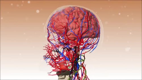 3D Human Brain and Vascular System Anatomy Rotation