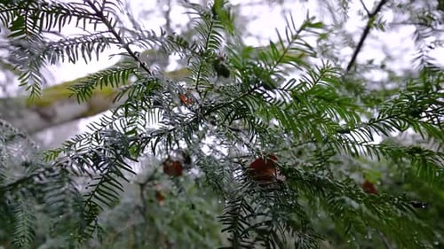 Close Up Of Lush Pine Tree Leaves Wet With Morning Dew In The Mountain Forest. zoom out shot