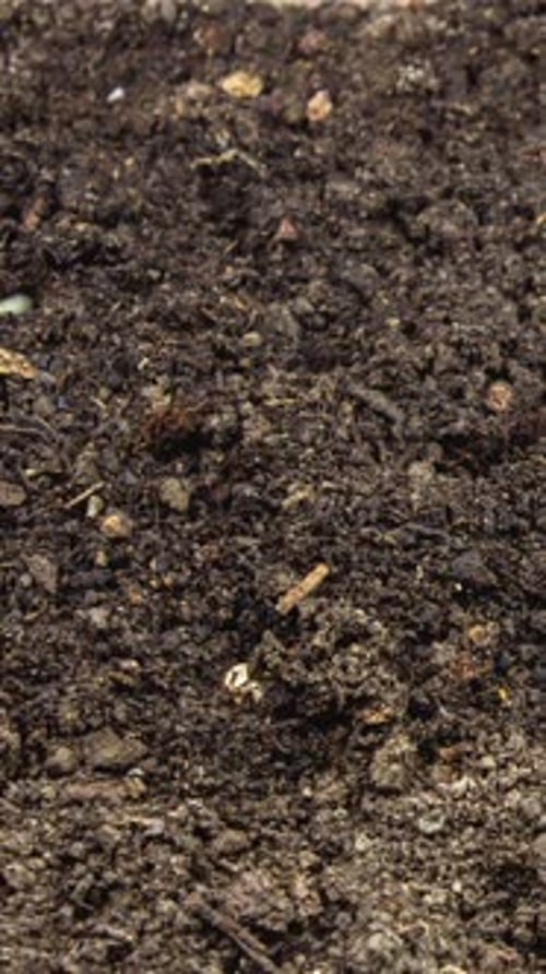 Vertical Growing Plant Chickpeas