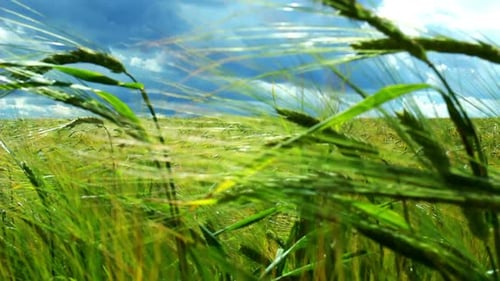 Green Wheat Field under Windy Sky