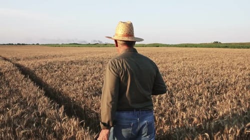 Senior farmer with hat walking in wheat field examining crop.