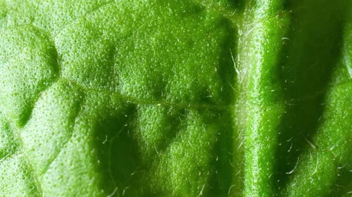 A fresh green leaves (Holy basil leaves) in macro video.