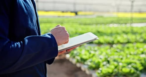 Farmer Using Tablet in a Greenhouse