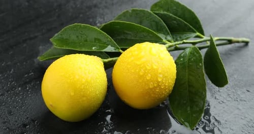 Branch with wet lemons and green leaves on dark textured table, closeup. Camera zooming in