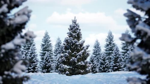 Enjoy The Beauty Of A Snowy Christmas Tree In A Winter Wonderland