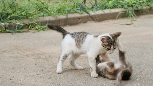 Stray little cats jumping in the green grass. Homeless kittens playing relax at garden