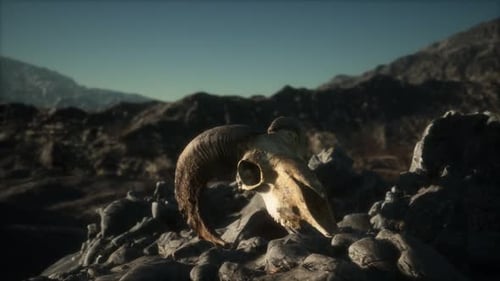 European Mouflon Ram Skull in Natural Conditions in Rocky Mountains